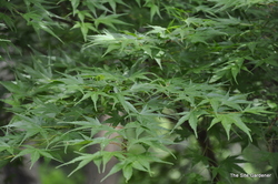 Acer palmatum 'Nishiki Gawa' — photo 3